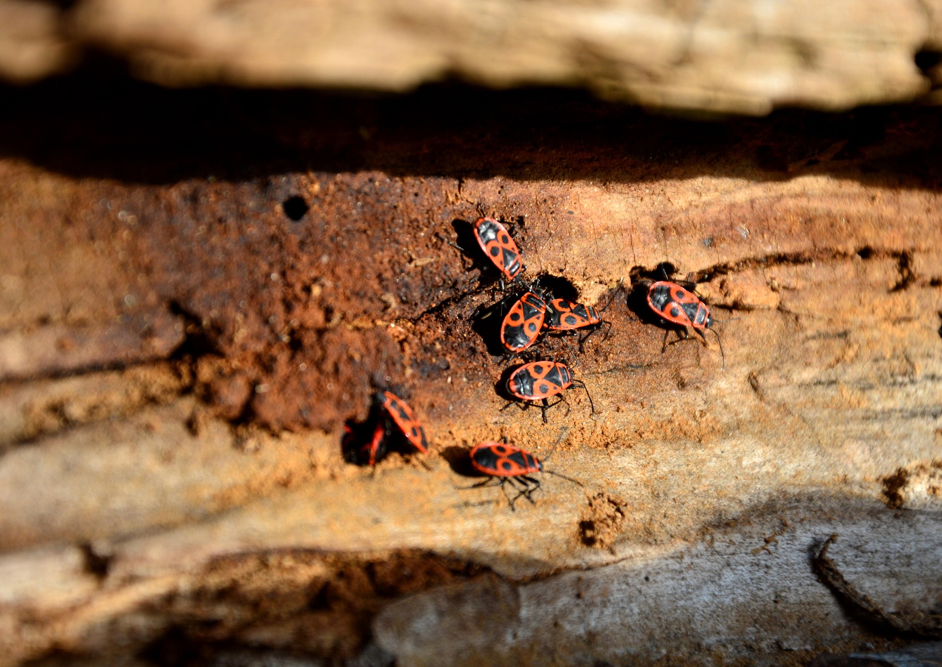 Why Bugs Are Coming In From Your Roof in Kitchener-Waterloo