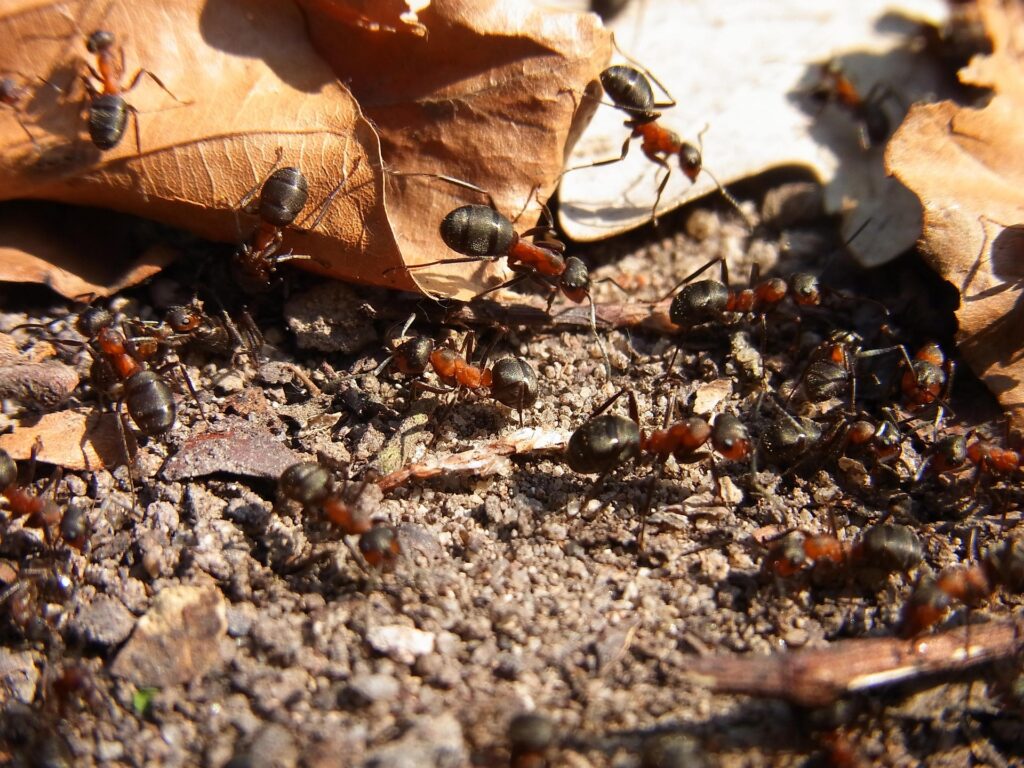 Why Ants Are Coming In From Your Roof in Kitchener-Waterloo